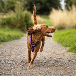 Training No Pull TRI-Harness® | Small Breeds - Tan